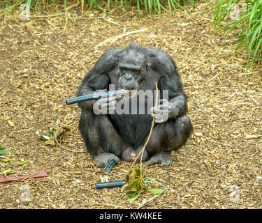 Gli scimpanzé in Monarto lo Zoo Australia, SA Foto Stock