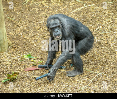 Gli scimpanzé in Monarto lo Zoo Australia, SA Foto Stock