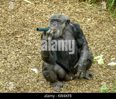 Gli scimpanzé in Monarto lo Zoo Australia, SA Foto Stock