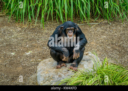 Gli scimpanzé in Monarto lo Zoo Australia, SA Foto Stock