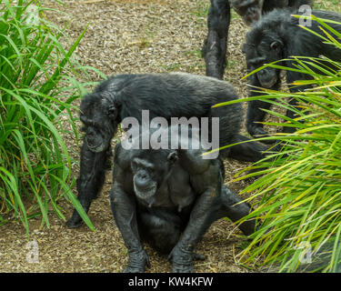 Gli scimpanzé in Monarto lo Zoo Australia, SA Foto Stock