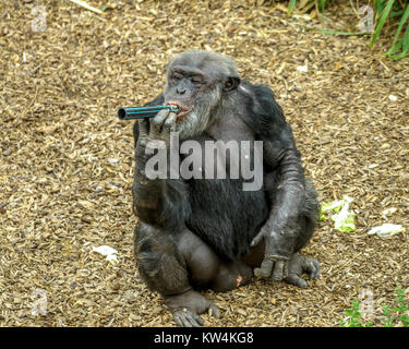 Gli scimpanzé in Monarto lo Zoo Australia, SA Foto Stock