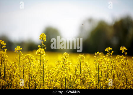 Un campo di semi di colza in piena fioritura nella Bassa Slesia, Polonia Foto Stock