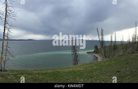 Alberi sterili in piedi lungo la riva del Lago Yellowstone, il Parco Nazionale di Yellowstone, Wyoming, Maggio, 2015. Immagine cortesia Jim Peaco/Parco Nazionale di Yellowstone. Foto Stock