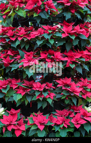 Euphorbia pulcherrima. Infinito red poinsettia display di Natale ad RHS Wisley Gardens. Surrey, Inghilterra Foto Stock