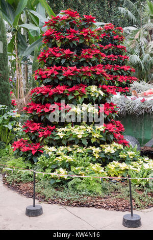 Euphorbia pulcherrima. Infinito polari e red poinsettia display di Natale ad RHS Wisley Gardens. Surrey, Inghilterra Foto Stock