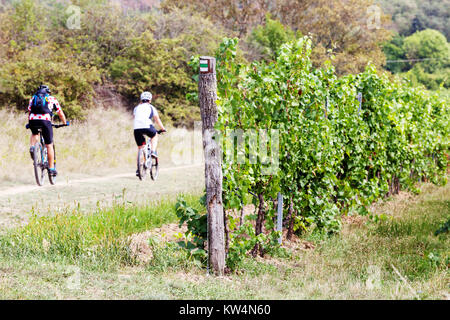 Biker sulle piste del vino nel vigneto, Repubblica Ceca, Parco Nazionale di Podyjí, Moravian Wine Trail Europa vigneto strada ciclabile campagna Foto Stock