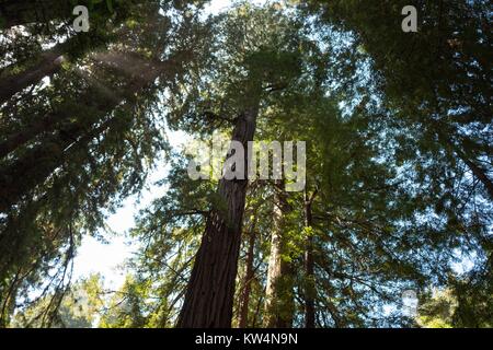 La tettoia creato da alberi di alto fusto come visto dal di sotto a Muir Woods National Monument, Mill Valley, California, 5 settembre 2016. Foto Stock