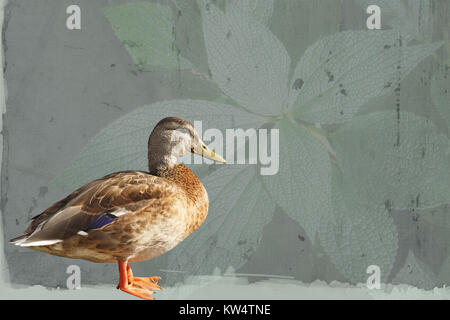 Profilo di un Mallard duck femmina in piedi contro un astratto sfondo foglia Foto Stock
