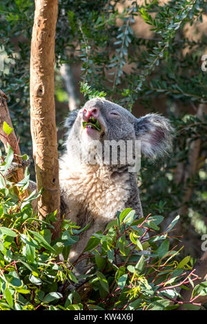 Una pelliccia, GREY KOALA bear siede entro i rami di un alto albero di eucalipto mentre godendo il sapore delle sue foglie. Foto Stock