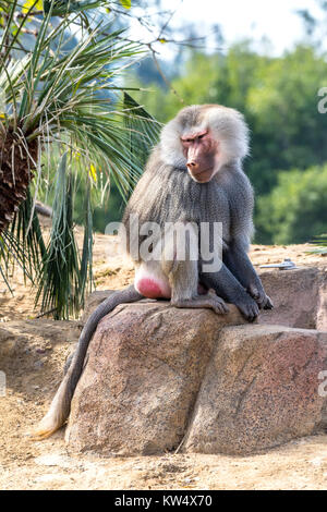 Un babbuino selvatico si appoggia su una roccia durante una calda giornata di sole Foto Stock