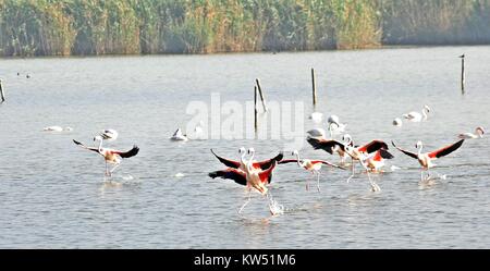 Gruppo di fenicotteri appollaiata sulle sponde di un lago in Alicante in Spagna. I fenicotteri sono di un bel colore rosa animale. Foto Stock