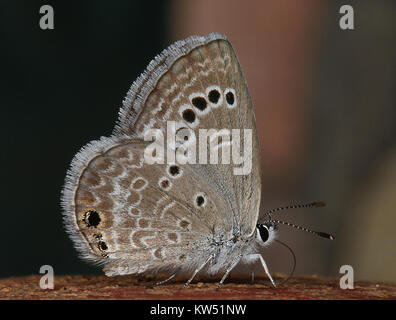 Blu, REAKIRT (Echinargus isola) (8 29 10) cantiere, west od patagonia, SCC, AZ 02 (4949897812) Foto Stock