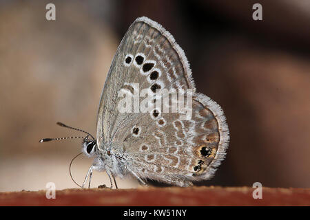 Blu, REAKIRT (Echinargus isola) (8 29 10) cantiere, west od patagonia, SCC, AZ 01 (4949894894) Foto Stock