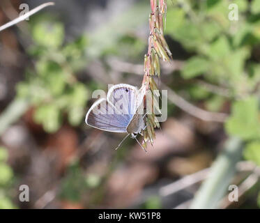 Blu, REAKIRT (Echinargus isola) (8 29 10) cantiere, west od patagonia, SCC, AZ 04 (4949336491) Foto Stock