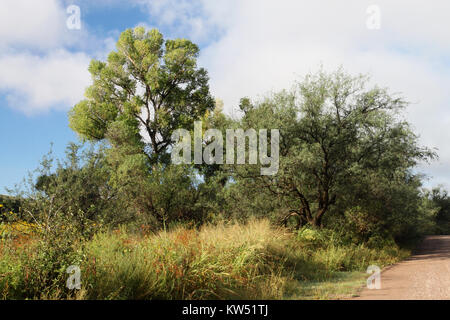 BLUE HAVEN ROAD, lungo Sonoita Creek, a ovest della Patagonia, Az (9 23 10) (8) (5018232271) Foto Stock