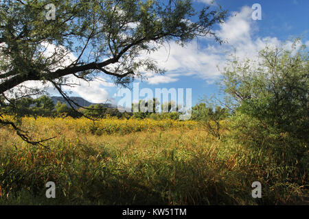 BLUE HAVEN ROAD, lungo Sonoita Creek, a ovest della Patagonia, Az (9 23 10) (9) (5018841926) Foto Stock