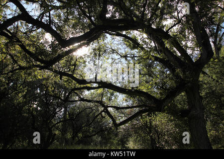 BLUE HAVEN ROAD, lungo Sonoita Creek, a ovest della Patagonia, Az (9 23 10) (14) (5018248059) Foto Stock