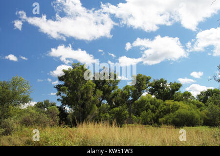 BLUE HAVEN ROAD, lungo Sonoita Creek, a ovest della Patagonia, Az (9 23 10) (18) (5018208293) Foto Stock