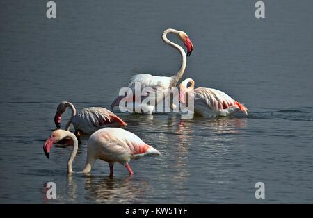 Gruppo di fenicotteri appollaiata sulle sponde di un lago in Alicante in Spagna. I fenicotteri sono di un bel colore rosa animale. Foto Stock