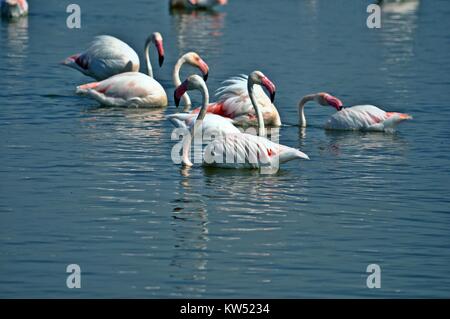 Gruppo di fenicotteri appollaiata sulle sponde di un lago in Alicante in Spagna. I fenicotteri sono di un bel colore rosa animale. Foto Stock