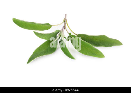 Studio shot di foglie di salvia isolato su uno sfondo bianco - Giovanni Gollop Foto Stock