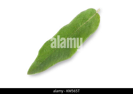 Studio shot di una foglia di salvia isolato su uno sfondo bianco - Giovanni Gollop Foto Stock