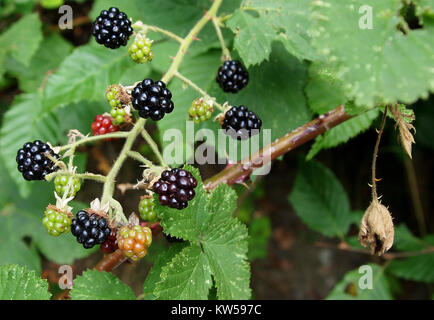 Le more (Brombeeren in tedesco) sono un tipo di frutta noto per il loro sapore dolce e croccante. Vengono comunemente raccolte a fine estate e utilizzate in vari piatti culinari. Foto Stock