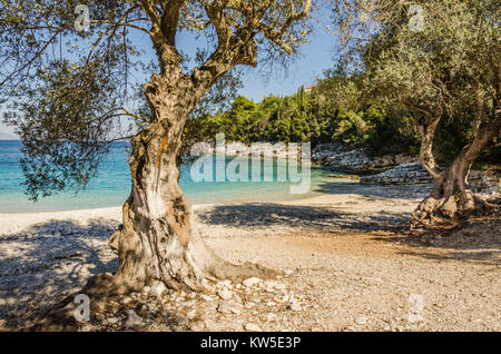 Close-up di olivi su una piccola e tranquilla baia di acque turchesi e pietre calcaree nei pressi del villaggio di fiskardo sull'isola greca di kef Foto Stock