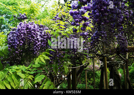 Viola appeso il glicine in Giappone Foto Stock