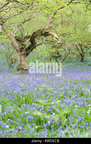 Vecchia Quercia in legno bluebell vicino a Okehampton Devon Foto Stock