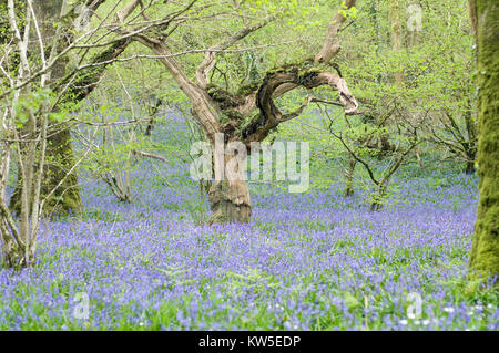 Vecchia Quercia in legno bluebell vicino a Okehampton Devon Foto Stock