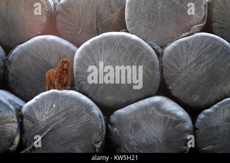 Lavorando cocker spaniel permanente sulla avvolto bails di fieno a metà inverno Foto Stock