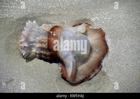 Una palla di cannone meduse lavato fino ad una spiaggia di sabbia. Foto Stock