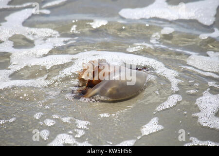 Una palla di cannone meduse lavato fino ad una spiaggia di sabbia. Foto Stock