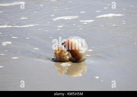 Una palla di cannone meduse lavato fino ad una spiaggia di sabbia. Foto Stock