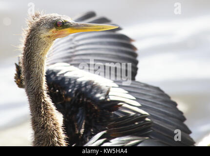 Un Anhinga si asciuga in sun. Foto Stock