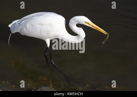 Un Airone bianco maggiore wades entro un estuario di acqua salata tenendo un piccolo pesce nel suo conto. Foto Stock