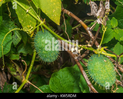 Echinocystis, noto come Wild cetriolo, Balsam-Apple o cetriolo coccolone Foto Stock