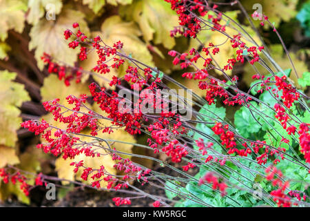 Fiori Rosso Heuchera 'Paris' bordo misto Heuchera 'Tiramisu' Heuchera Orange Leaves Giardino Heucheras Campane di Corallo piante confine primavera Hardy Flower Bed Foto Stock