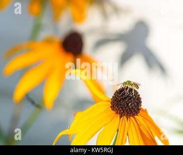 Dolce Agapostemon Verde metalizzato Ape su un Rudbeckia Foto Stock