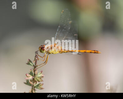 Orange Meadowhawk Dragonfly andando per uno snack Foto Stock