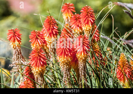 Torcia Lily, Kniphofia 'Papaia ghiaccioli', Red Hot Poker Foto Stock