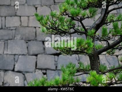 Piegate il giapponese nero pino, Pinus thunbergii, Niwaki addestrato rami verdi sul muro di pietra lo sfondo in un giardino di Osaka in Giappone Foto Stock