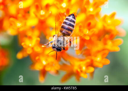 Primo piano di Honey Bee su piante infestanti con farfalla floreale - Asclepias tuberosa, Milkweed arancia Foto Stock