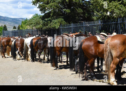 CODY, Wyoming - Giugno 24, 2017: cavalli sellati a Buffalo Bill centro dell'Occidente. Sentiero corse sono offerti presso il centro. Foto Stock