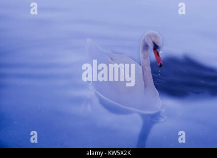 Concetto di pacifica White Swan in un lago lago mentre una goccia d'acqua in caduta dal suo becco. Concetto di animazione. Foto Stock