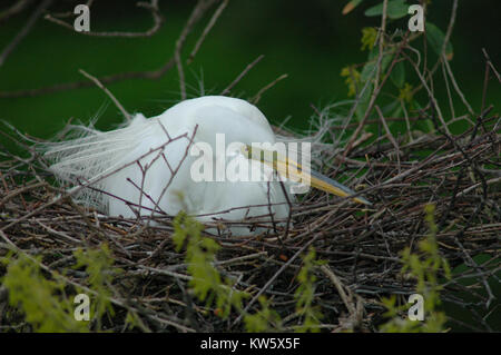 Un Airone bianco maggiore, Ardea alba, in allevamento piumaggio sul nido. Foto Stock