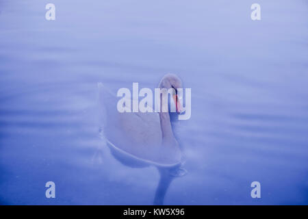 Concetto di pacifica White Swan in un lago lago mentre una goccia d'acqua in caduta dal suo becco. Concetto di animazione. Foto Stock