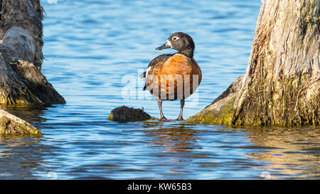 Un colorato femmina Shelduck australiano (Tadorna tadornoides), al Lago Hersdman a Perth, Western Australia. Foto Stock